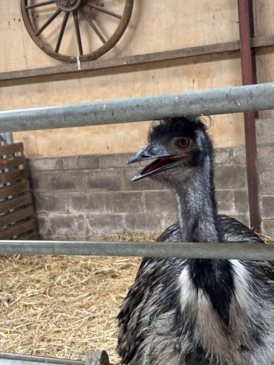 Upper body captive emu